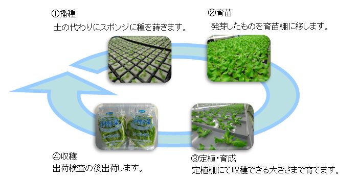 収穫までの流れ